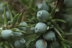 Species action notes